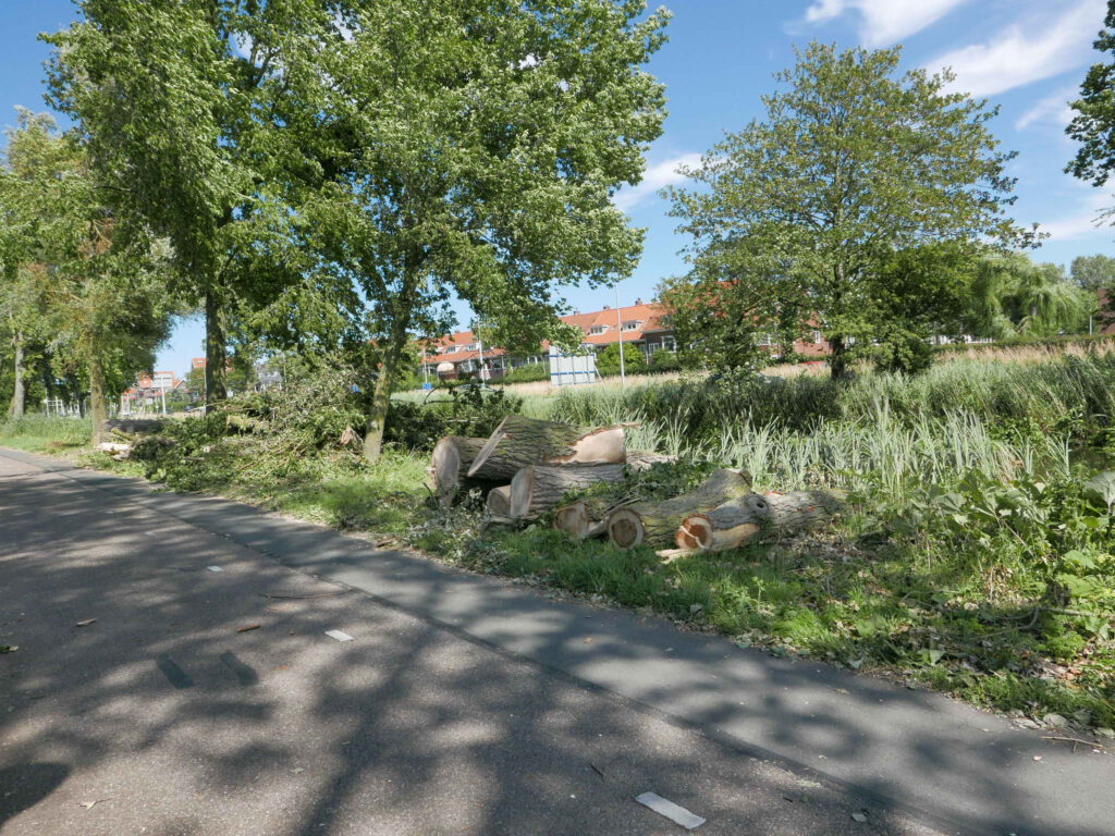 De op 10 juli gekapte bomen langs het fietspad naast de IJsbaan Haarlem.